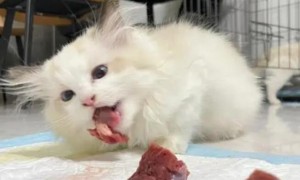猫咪为什么光吃肉不拉屎怎么回事