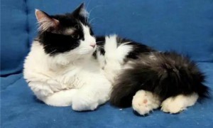 猫为什么喜欢躺在人身边
