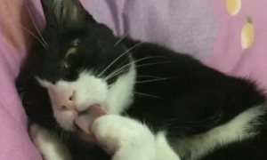 猫为什么咬自己的爪子上的毛
