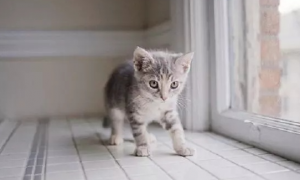猫咪为什么怕人走路的声音呢