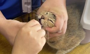 猫为什么要做核酸检测