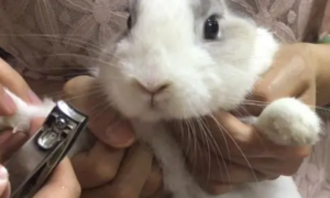 宠物兔可以剪指甲吗