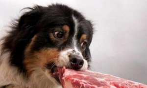 狗狗为什么就喜欢吃肉呢