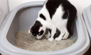 为什么猫在猫砂里尿但是在外面拉屎