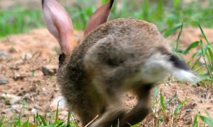兔子满屋跑是开心了吗