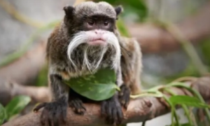 侏儒狨猴中国能养吗
