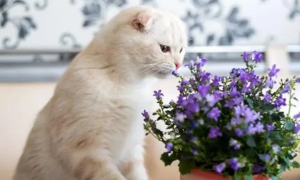 70种猫咪不能碰的植物