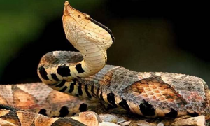 蝮蛇的毒性对人体有什么伤害