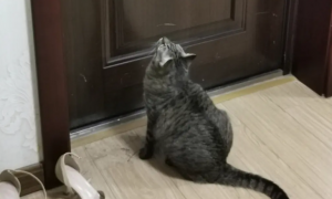猫为什么喜欢在卧室门口