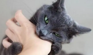 为什么猫咪不咬手指尖