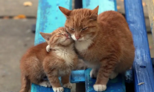 猫妈妈跟猫儿子可以生小猫吗