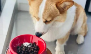 如何判断狗吃不吃狗粮了呢