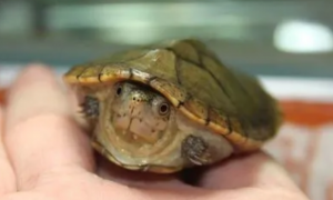 哈雷拉泥龟能冬眠吗