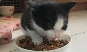 猫条能和猫粮混在一起吗