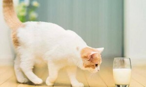 猫可以吃纯酸奶吗