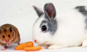 兔子和老鼠谁厉害
