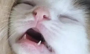 猫咪为什么不长前排牙齿