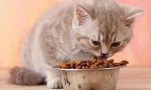 猫科学喂养方法