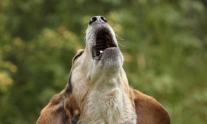 狗狗为什么会发出奇怪的声音