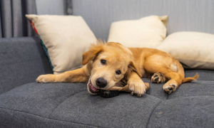 狗狗喜欢躲在沙发上是什么原因
