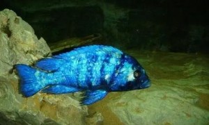 马尔代夫蓝眼宝石鱼