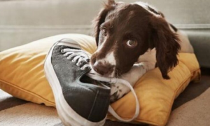 为什么狗狗老是叼我的鞋子