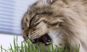猫咪为什么喜欢钻草丛吃草呢怎么回事