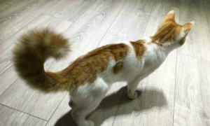 猫咪的尾巴为什么会臭臭的