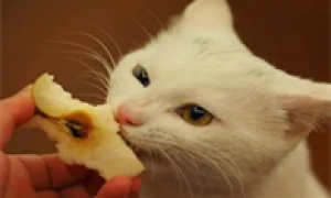 猫咪怀孕能吃苹果吗为什么呢