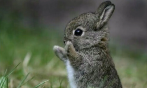 小兔子能吃棒棒糖吗