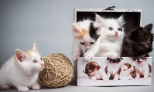 生了6只猫是什么好兆头