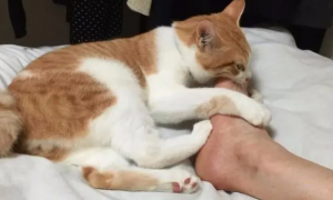 猫咪为什么喜欢抹脚啊