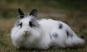 10种最贵的兔子品种
