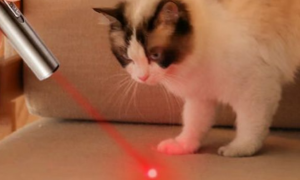 猫咪激光逗猫棒