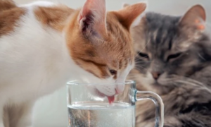 为什么猫咪喝热水