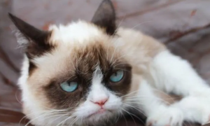猫咪为什么表情忧郁呢
