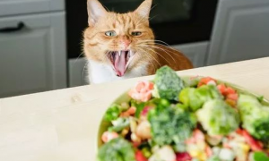 猫吃素食会怎样
