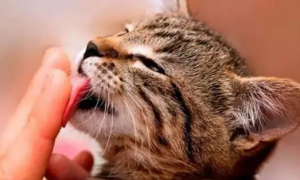为什么猫咪会用舌头舔人