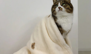 猫咪为什么要踩毯子呢