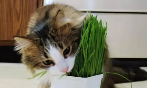 大麦若叶是猫草吗