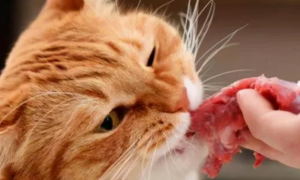 猫咪为什么爱吃肉