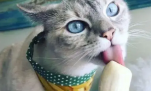 猫咪能吃哪些水果好呢