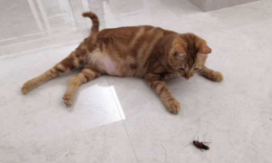 猫咪为什么不抓蟑螂的原因