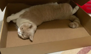 猫咪为什么喜欢弄纸箱子