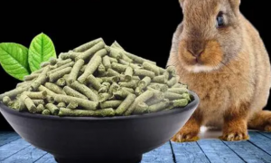 成兔一天吃多少克兔粮