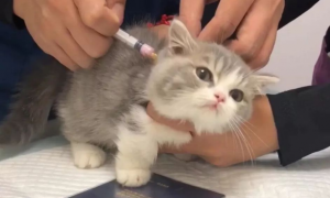 猫咪疫苗打了为什么要强撑一下