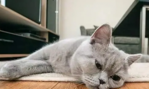 猫咪为什么感觉抑郁了很多呢