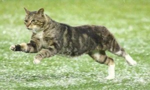 猫咪为什么晚上赛跑呢