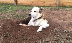 为什么狗狗总挖坑呢