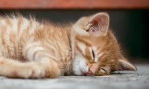 猫咪为什么睡觉时候黏人